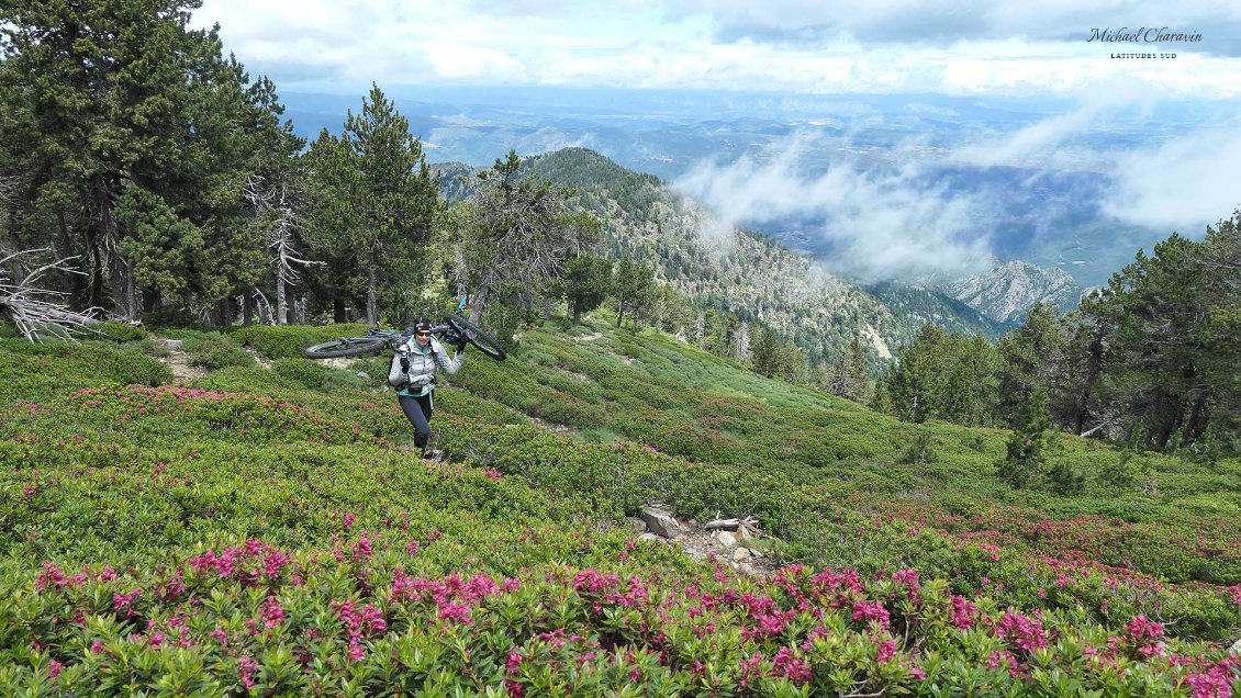 J4. On grimpe vélo sur le dos en lisière d’une très belle pinède de pins à crochets et à travers un sous-bois de rhodo en fleur ; au nord se dessinent la vallée de la Têt et le pays du Conflent, et plus loin encore, toujours la longue barre rocheuse des Fenouillèdes, seuil méridional des Corbières.