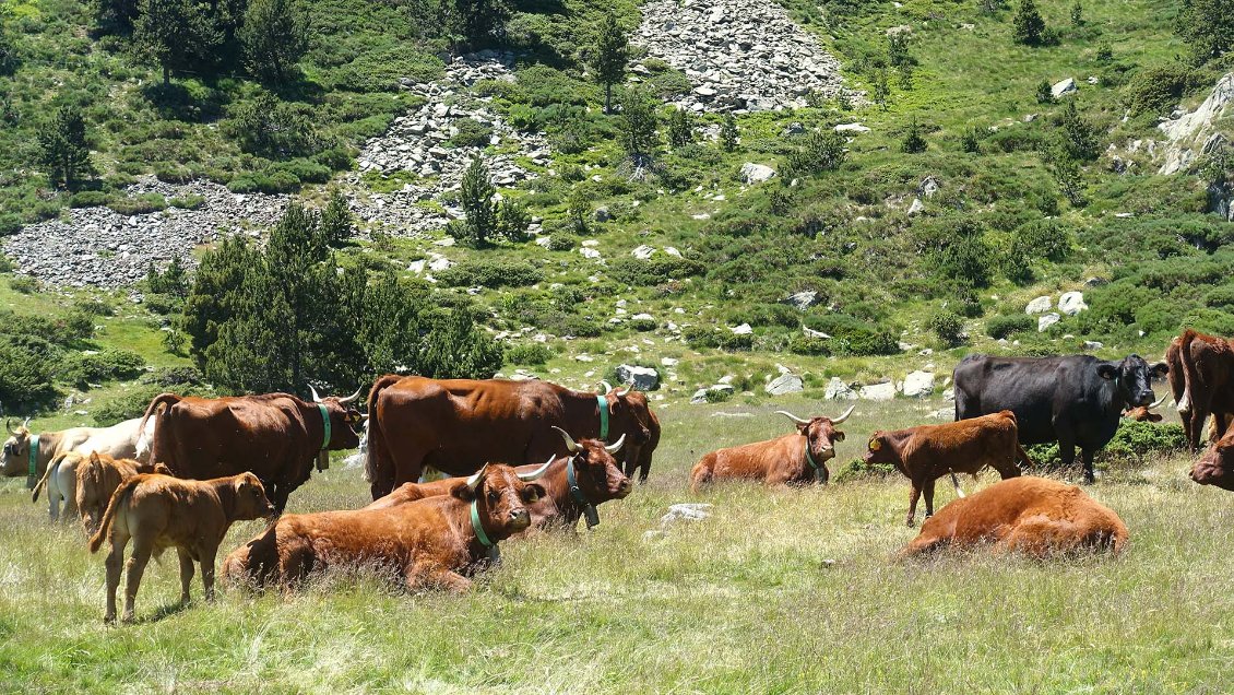 Coma de la Grava, haute vallée de la Têt.