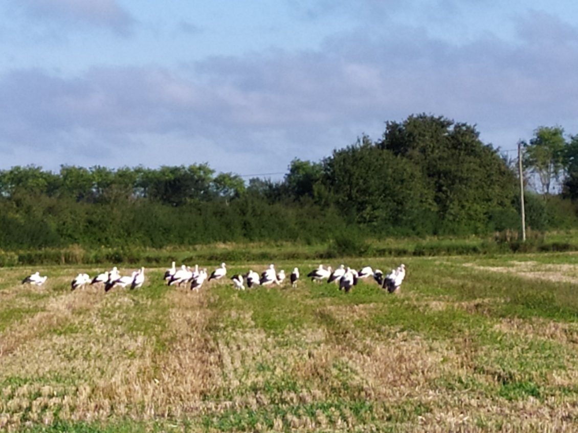 Cigognes dans la Dombes