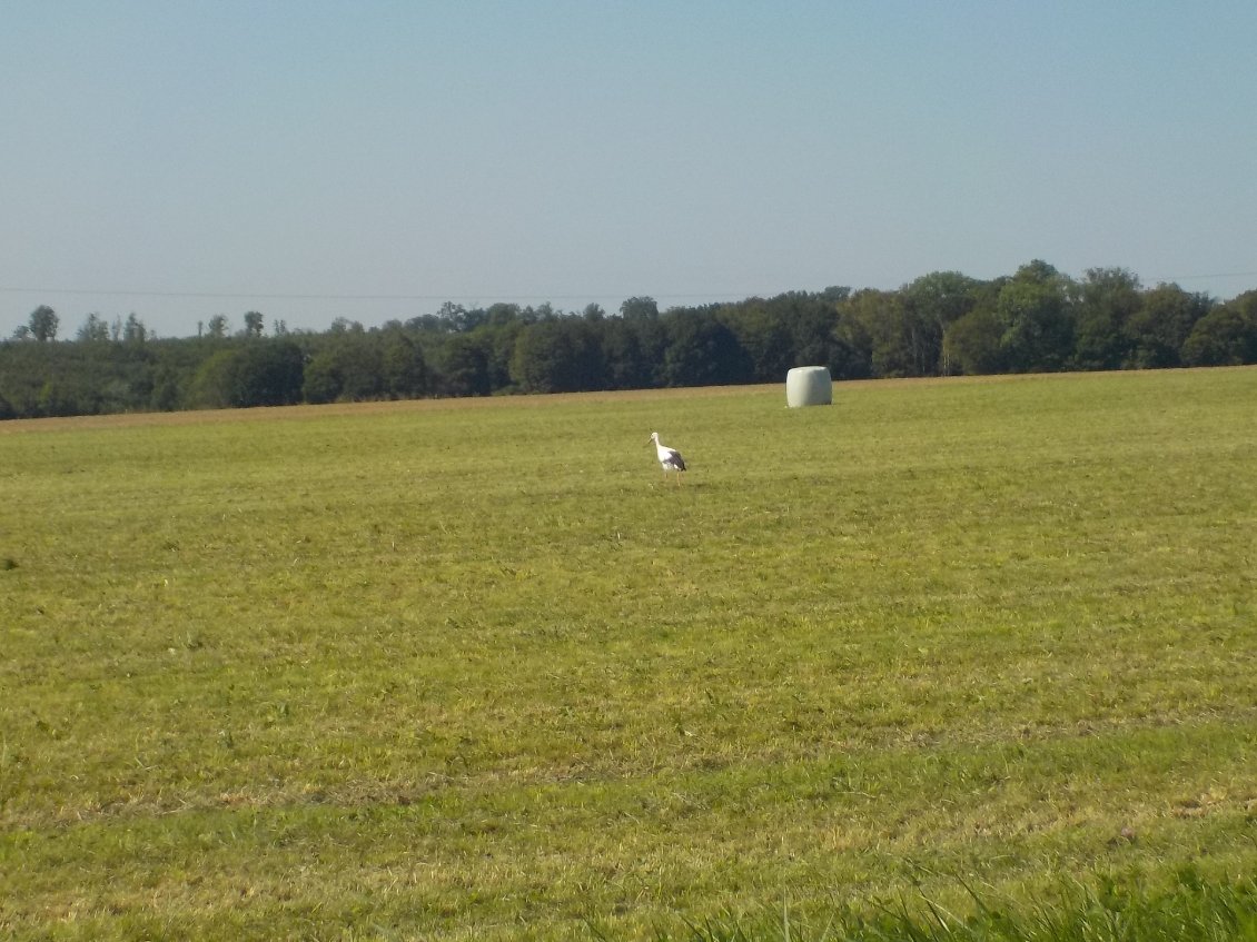 Une cigogne