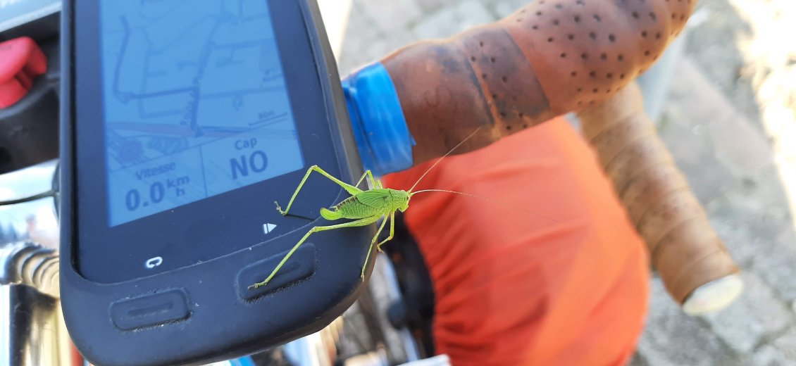 Un voyageur clandestin, oui mais un vert....