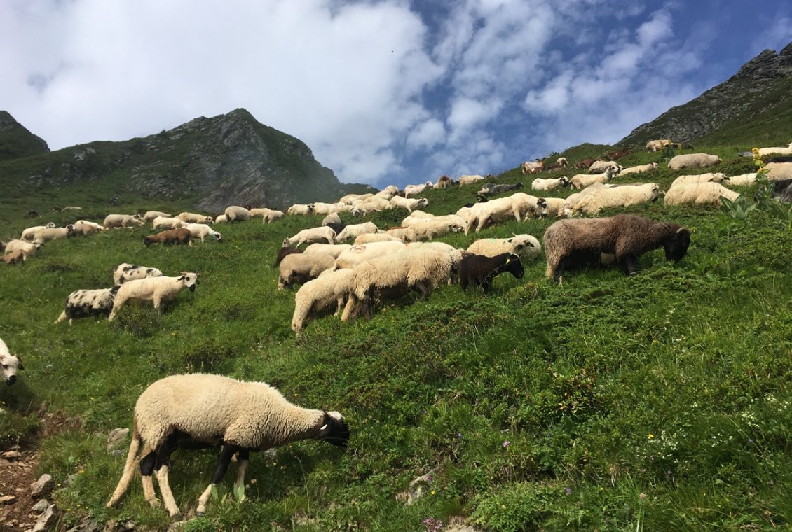 Nous croisons un troupeau qui transhume entre deux vallées d'estive.