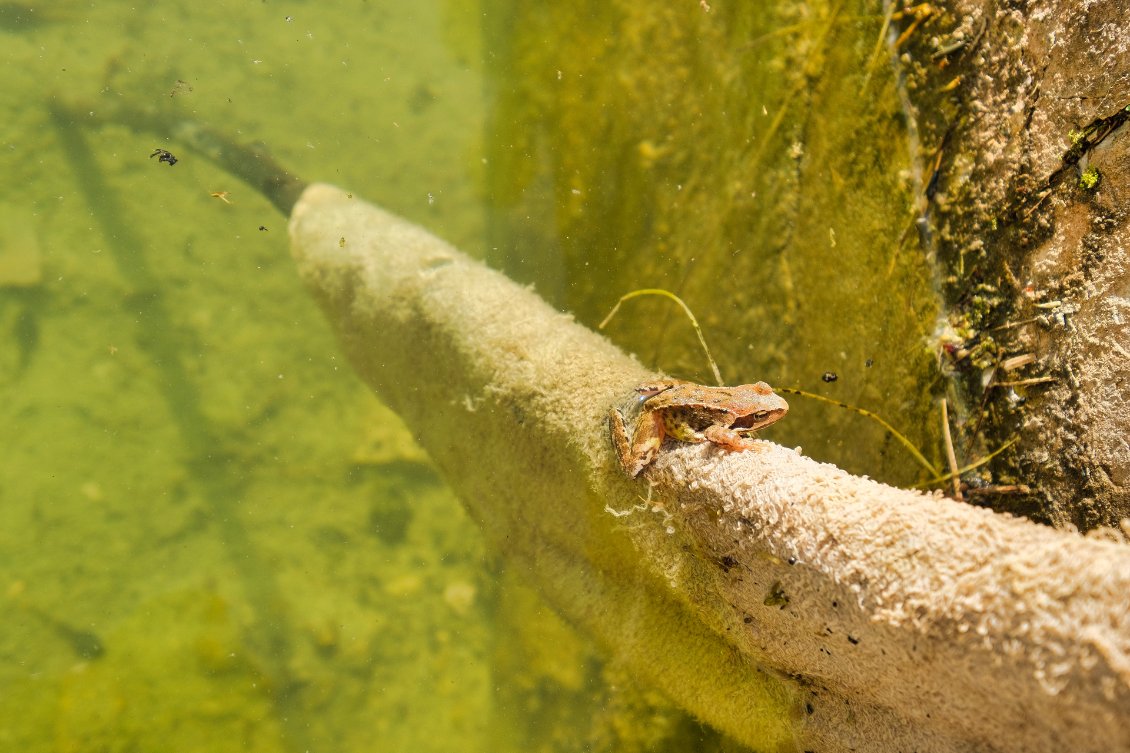 Coucou la grenouille, dans le bassin à proximité du chalet de l'Aup du Seuil !