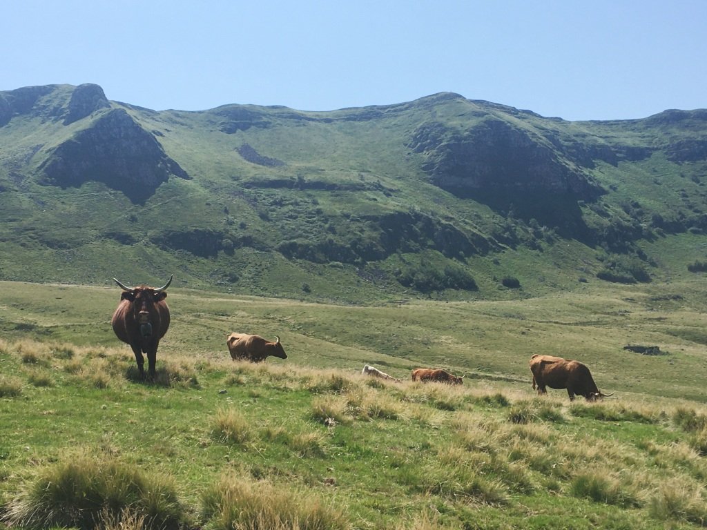 Enfin les pâturages d'altitude !