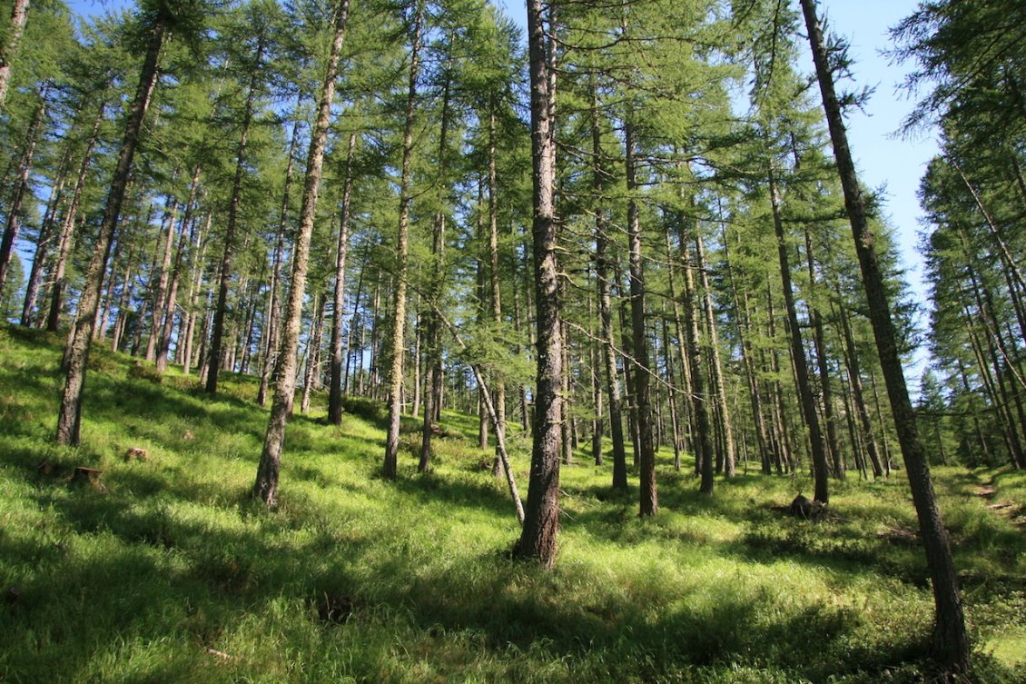 J6 : descente sur Arvieux à travers les mélèzes