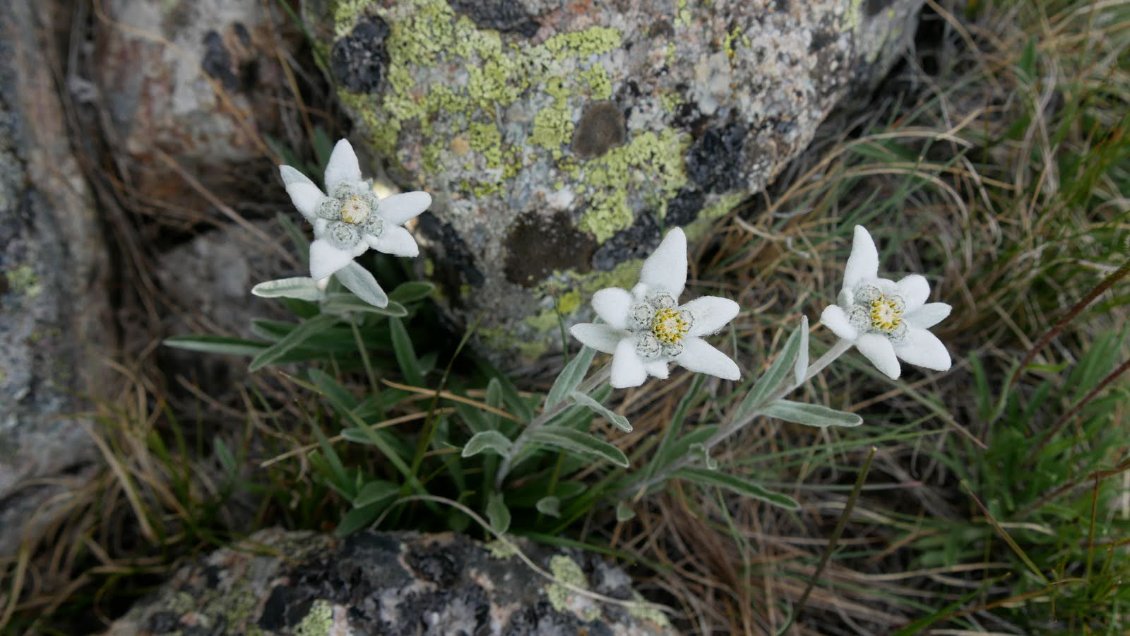 Quelques edelweiss sur les hautes pelouses