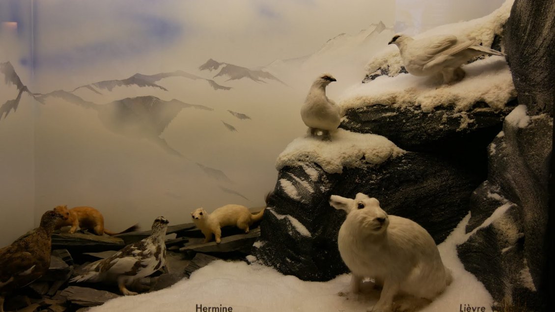 La faune de montagne sans le mauvais temps !