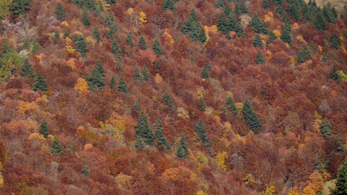 L'automne est bien là !