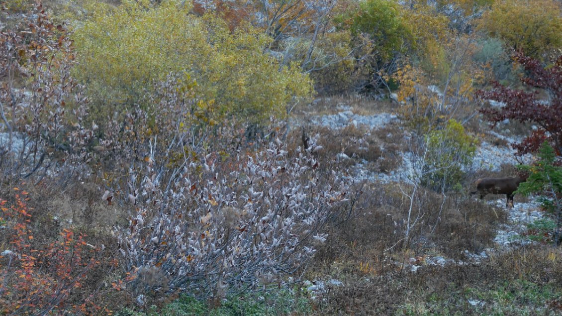 Le cerf croisé (à droite sur la photo)
