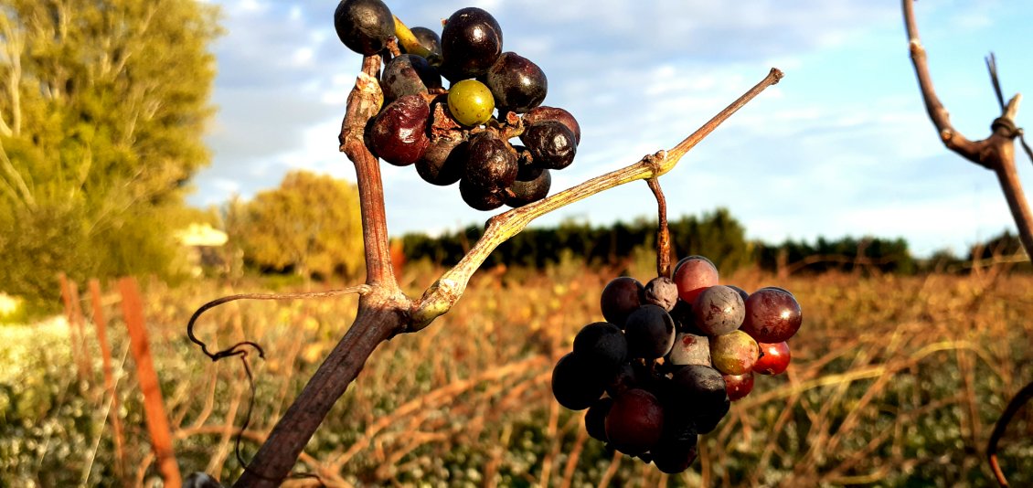 raisin d'automne