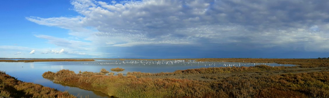 CAMARGUE saléé