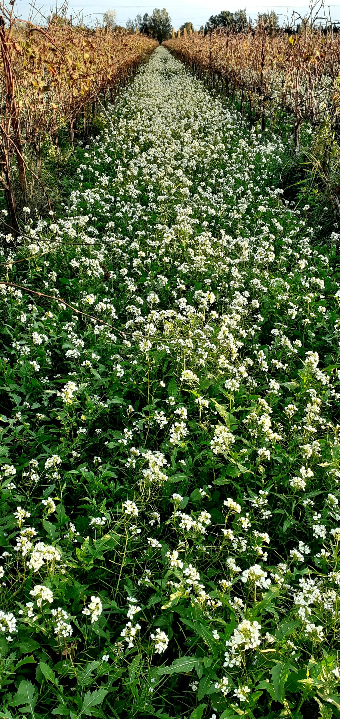 vignes fleuries