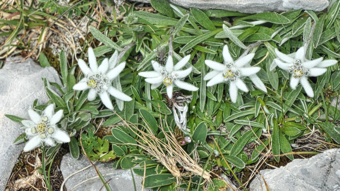 Edelweiss.