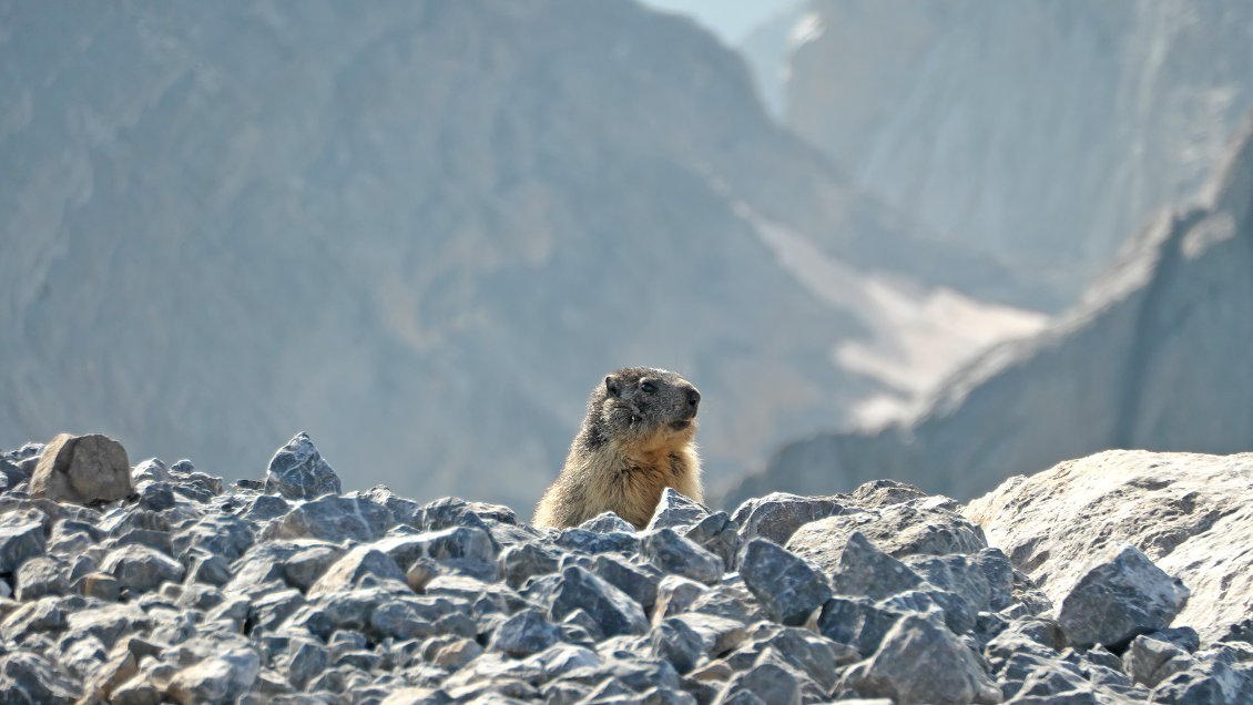 Incroyable ! Comment cette marmotte a-t-elle fait pour se retrouver au sommet du Monte Perdido (3348 m, 3ème sommet des Pyrénées) ?