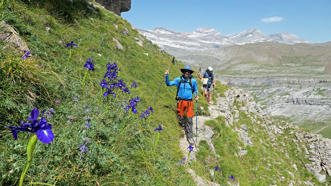 Iris sauvage à l'entrée est de la Vire des Fleurs, au-dessus du Cirque de Cotatuero.