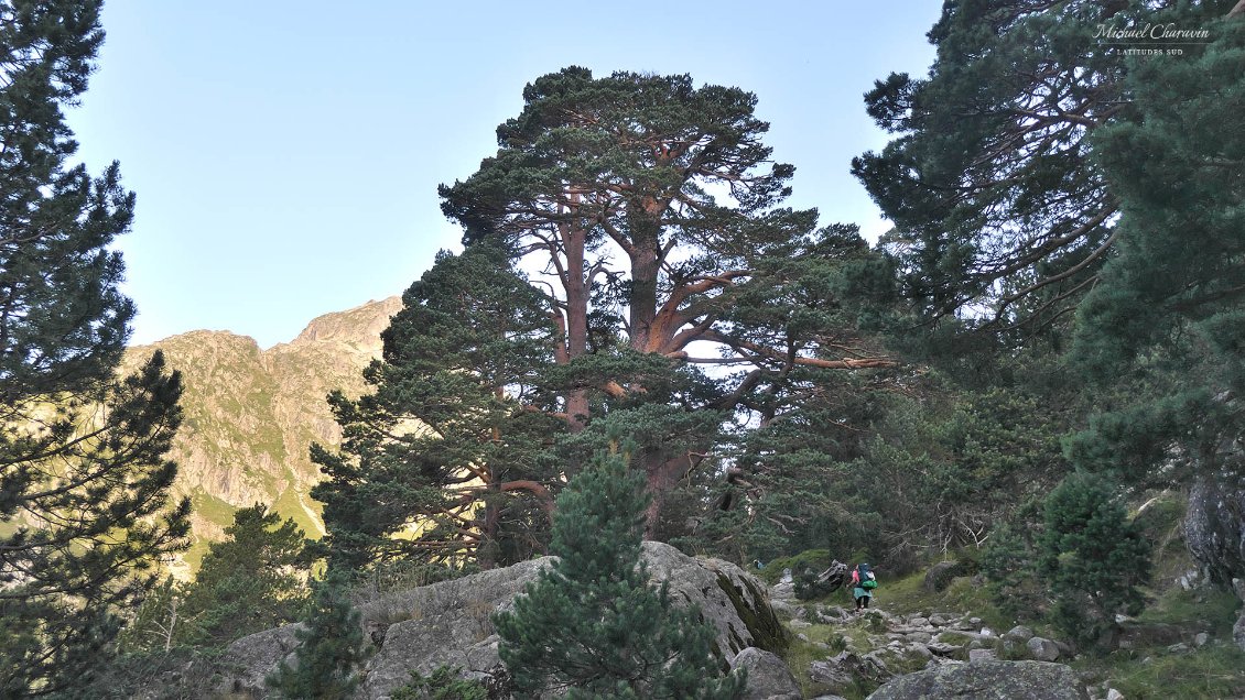 Le Vallon du Marcadau recense de nombreux pins séculaires magnifiques.