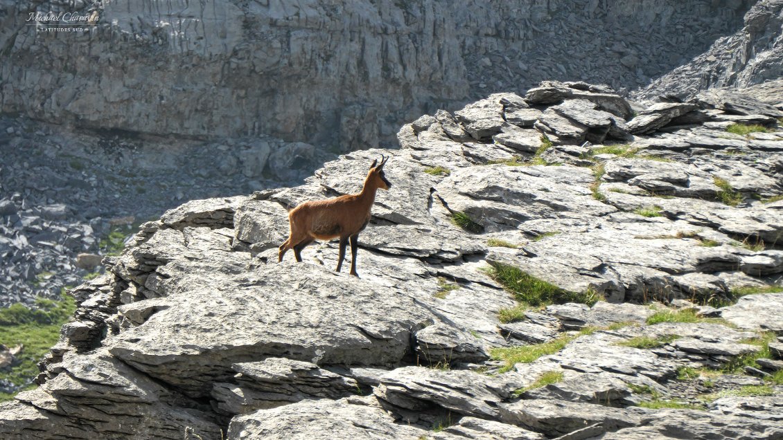 Isard à la sortie ouest de la Vire des Fleurs.