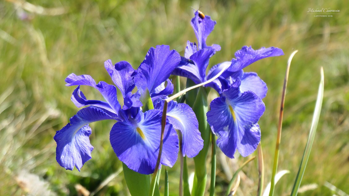 Iris sauvages