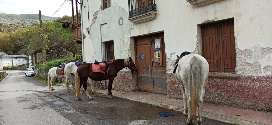 J13. Pour la première fois j'ai enfin vu des chevaux sur la chemin de Saint-Jacques, non montés de leurs cavaliers, mais c'est déjà pas mal.