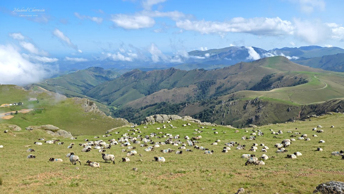 Incroyable le nombre de troupeaux de moutons (de chevaux aussi) dans ce secteur. C'est que l'herbe y pousse drue...