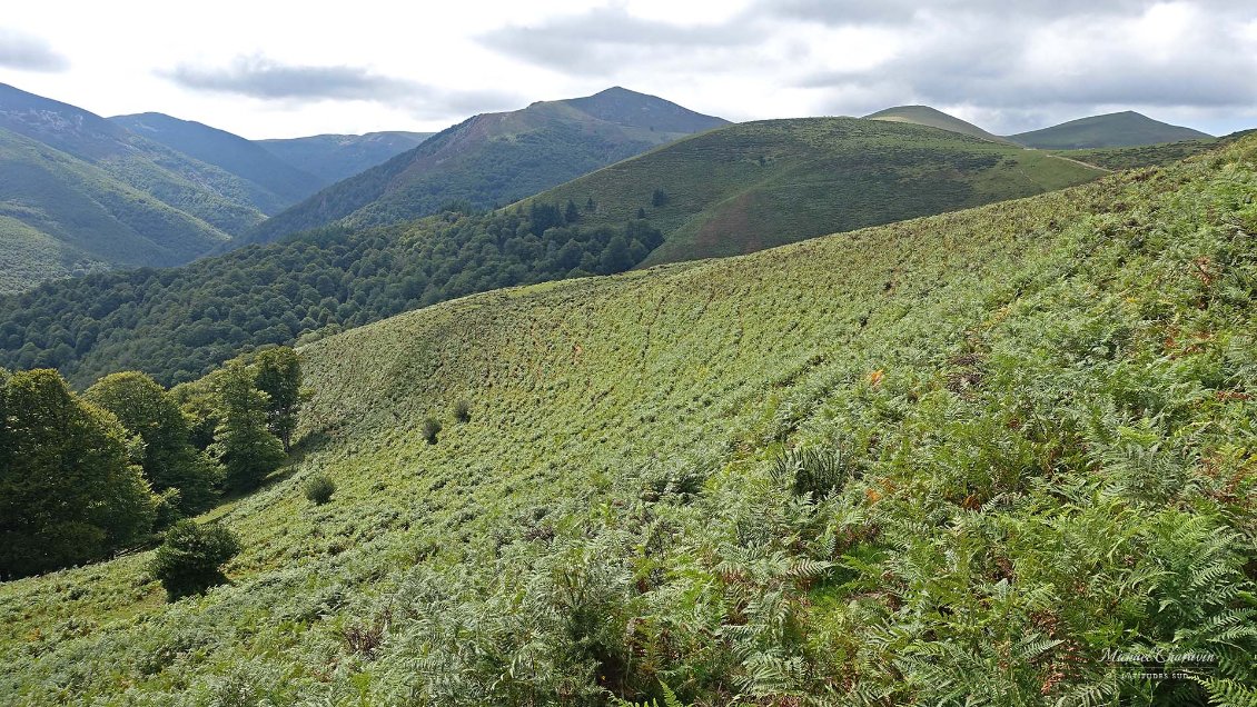 Collines recouvertes de fougères