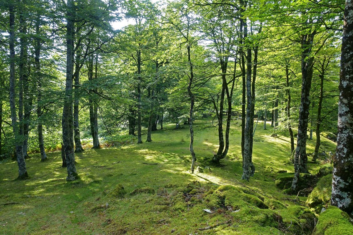 Sous-bois moussu vers les Rochers d'Hortzorrotz.