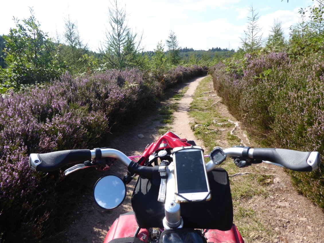 Petit chemin sympa au milieu des bruyères en fleurs