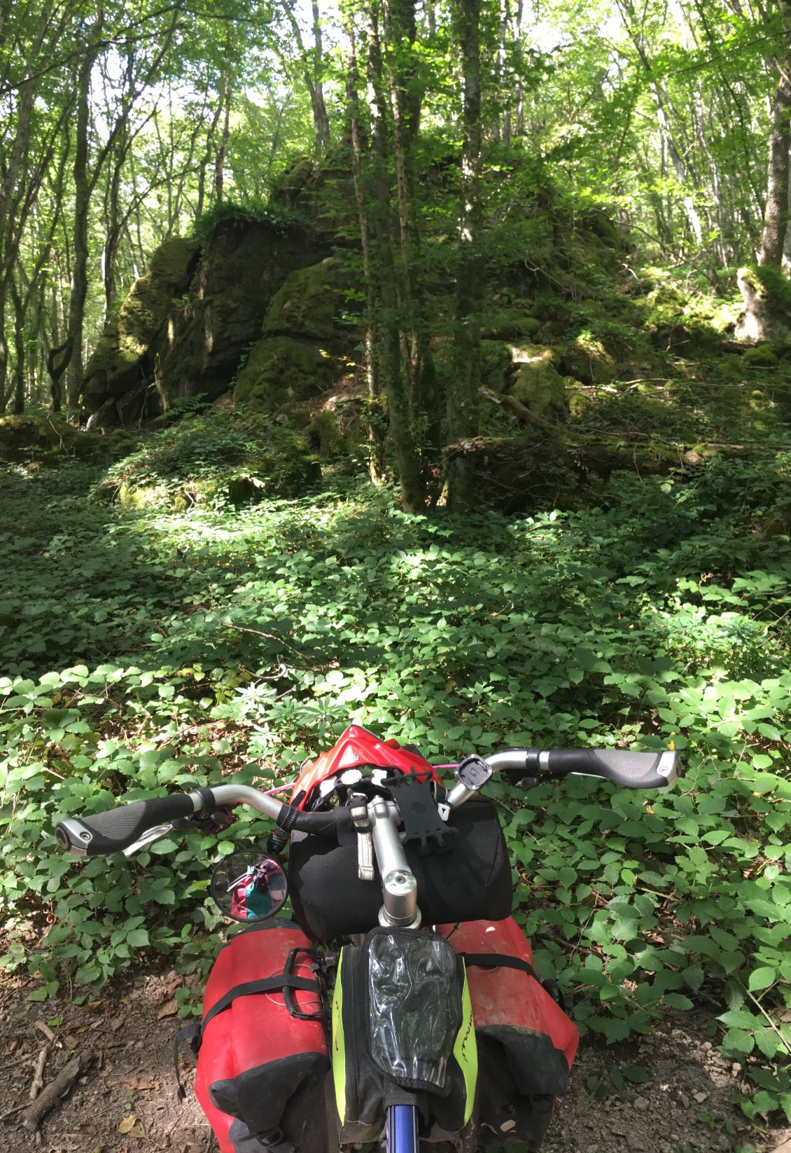 En forêt