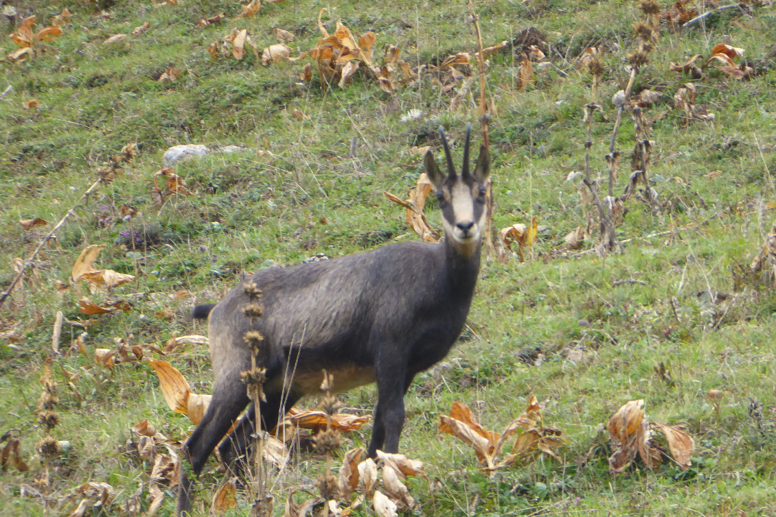 Chamois, hôte jurassien.