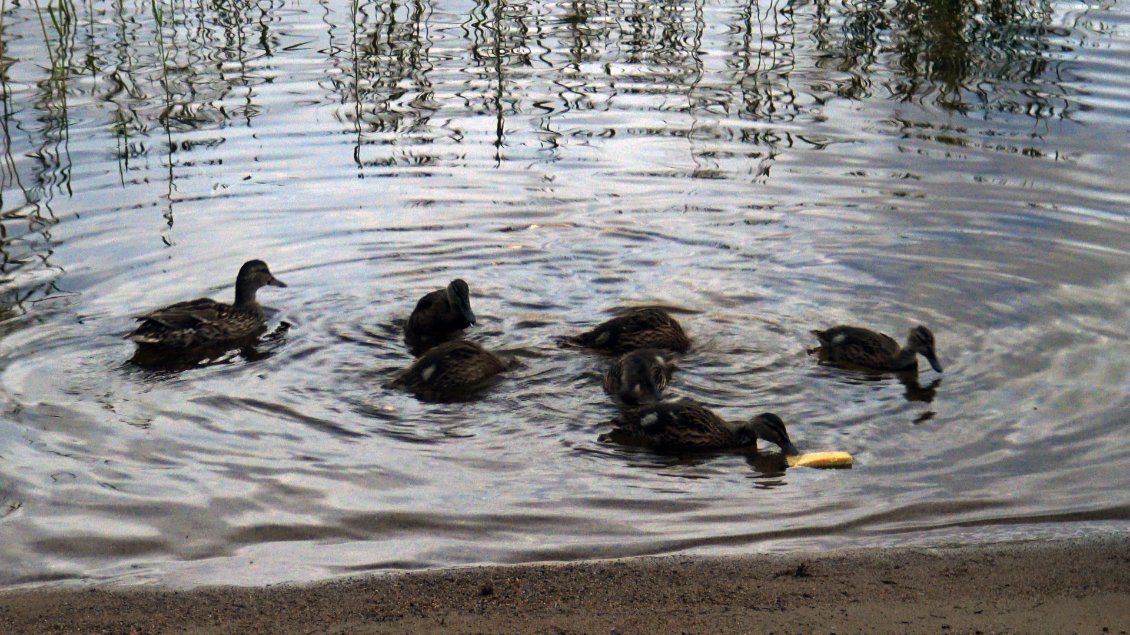 Du coup nous leur concédons un pain au muesli de 500 gr éparpillé dans l'eau. Nous consommons 1 pain chaque semaine donc ce n'est pas un sacrifice, c'est un cadeau ! Ils ont tellement la dalle que l'un d'être eux goûte à l'éponge qui sert à faire la vaisselle !