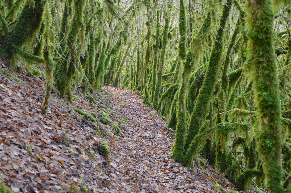 Entre la Valouse et la Caborne du Boeuf. Il était une fois… les forets magiques du Bugey.
Photo : Yannick Vericel
LyonUrbanKayak