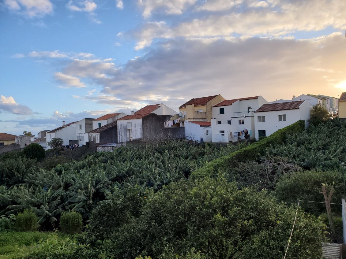 VILA FRANCA sur le chemin de la chapelle de la vierges de la paix. Il y a de nombreuses cultures de bananiers, protégés du vol....comme la plupart des maisons d'ailleurs.