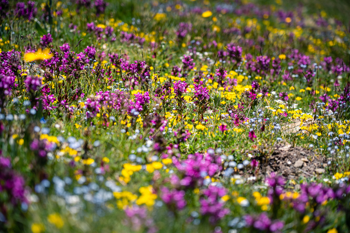 Une première journée en fleurs