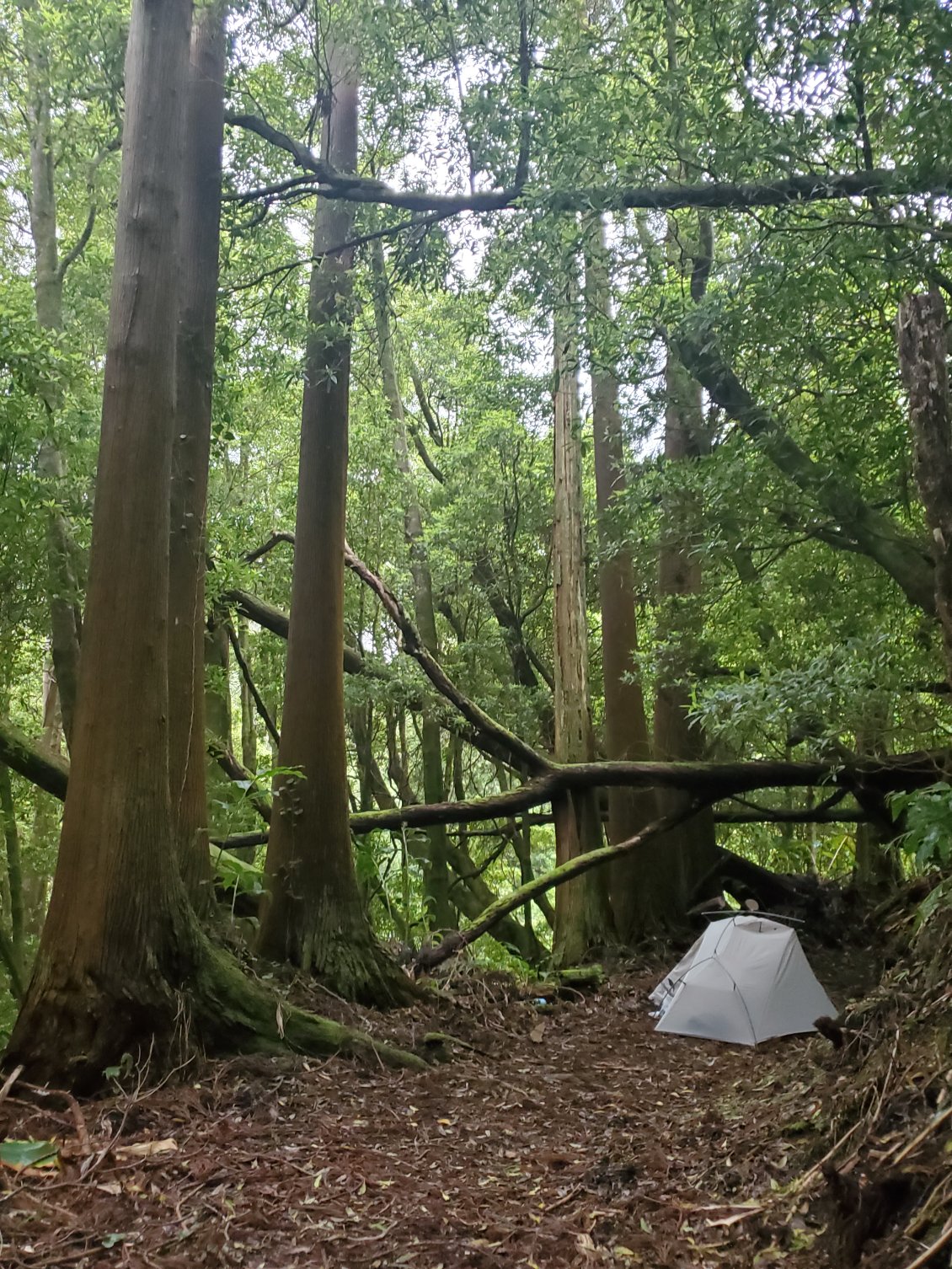 Camping très sauvage dans la forêt au dessus de Povoaceo le long du rio do faial da terra..... je n'ai pas marché assez vite pour camper au parc floral de Aqua Retoria