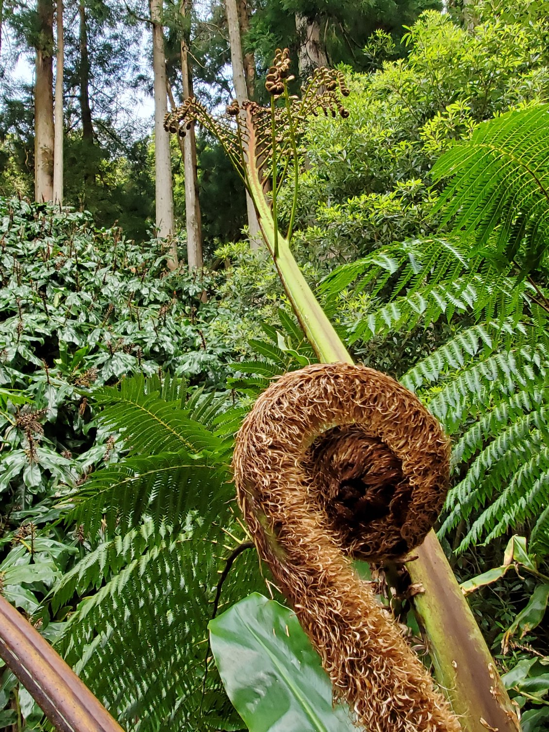 Une végétation luxuriante quasi tropicale et pas un seul animal .ni singes, ni serpents, ni moustiques.....pourquoi?