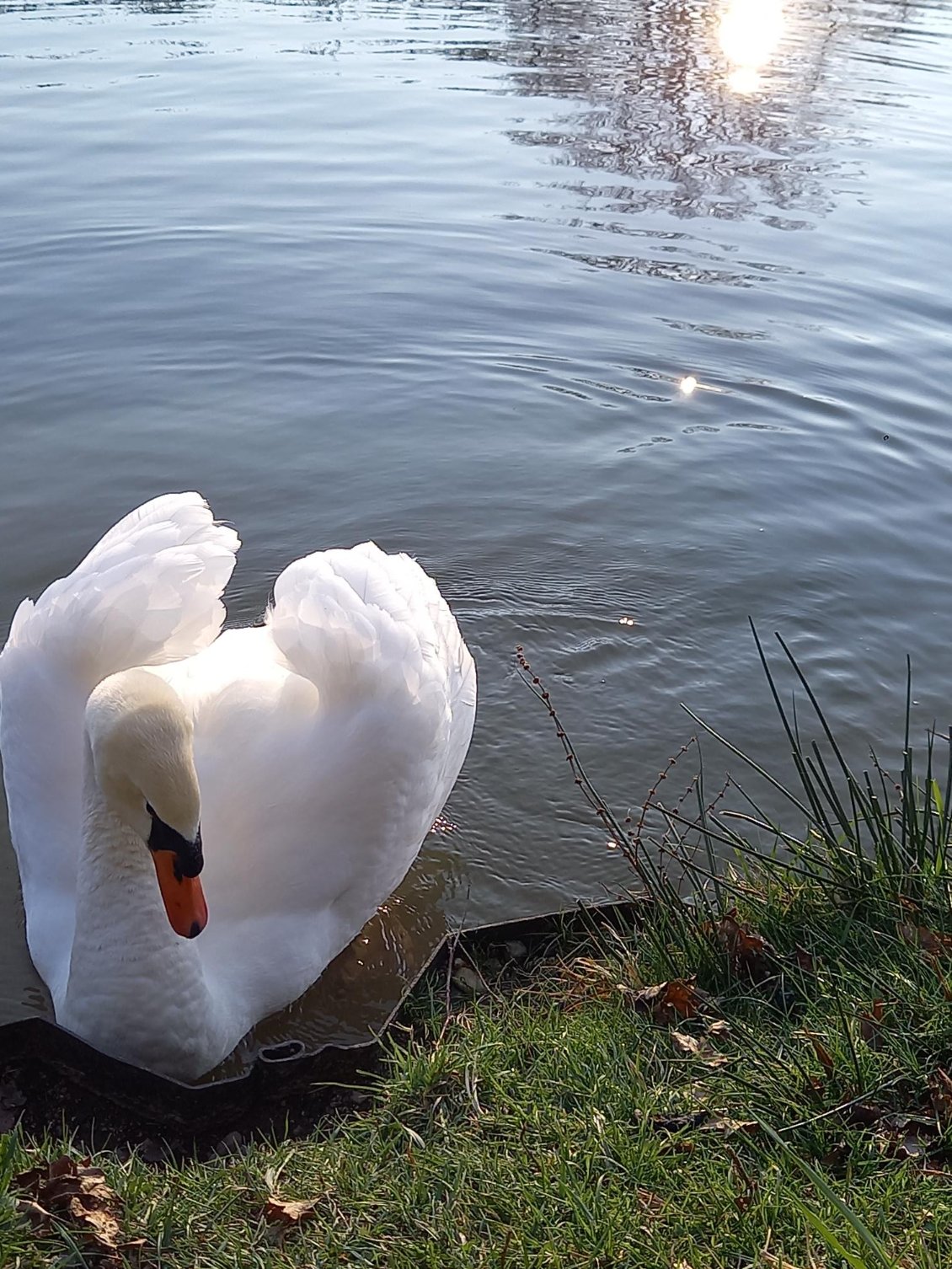 Le prince des lieux, au milieu des ragondins, canards, foulques et autres courts sur pattes bien sympas