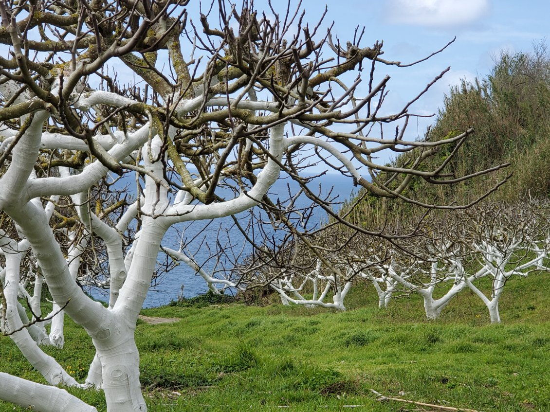 Un agriculteur qui transforme son champ de figuiers en œuvre d'art.