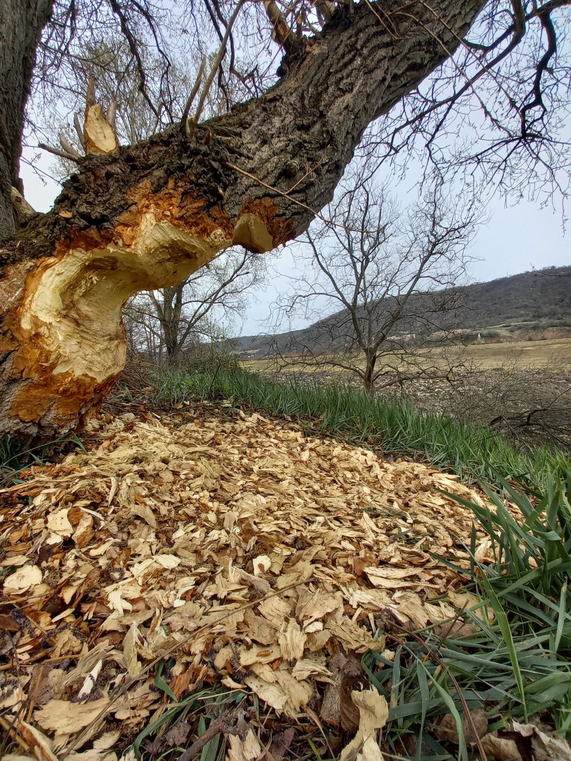 Les granulés bois ont la cote, la filière s'organise ;)