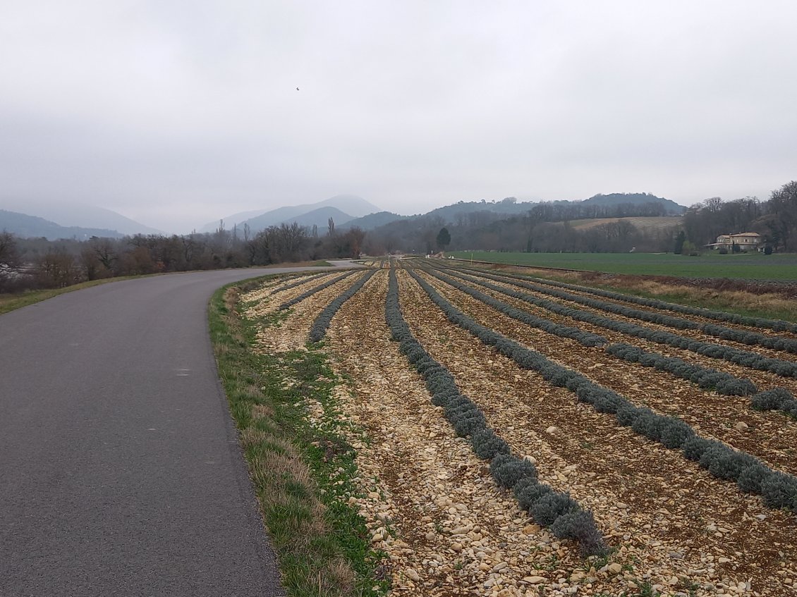 Suivez les rangs de lavande, direction le Diois !! :)