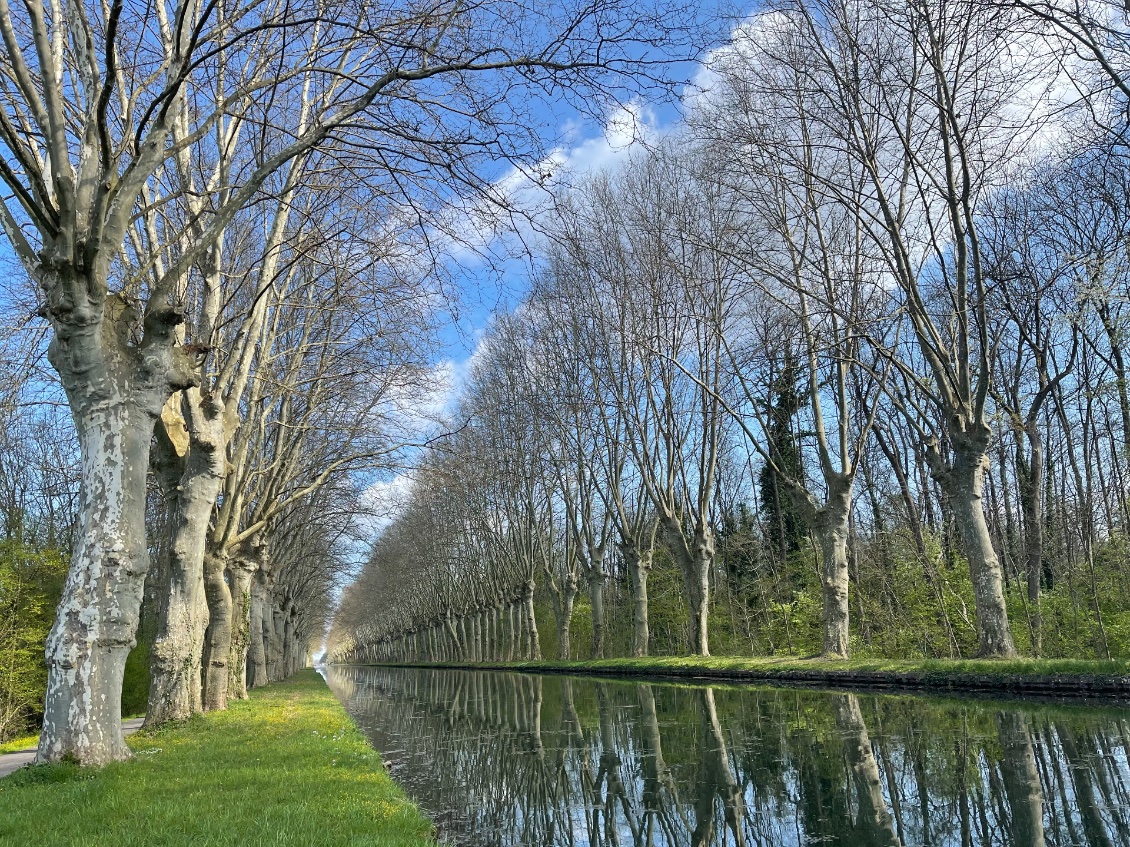 Une haie de platanes 