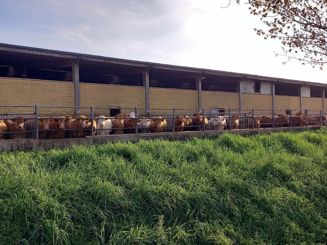Où on retrouve nos limousines, charolaises et jersiaises enfermées à l'engraissement.
On leur avait promis des vacances en Italie, elles ne sont pas déçues... Qu'elles se rassurent, la plupart seront abattues sur leurs terres natales