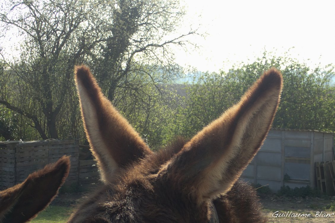 Oreilles d'âne. 