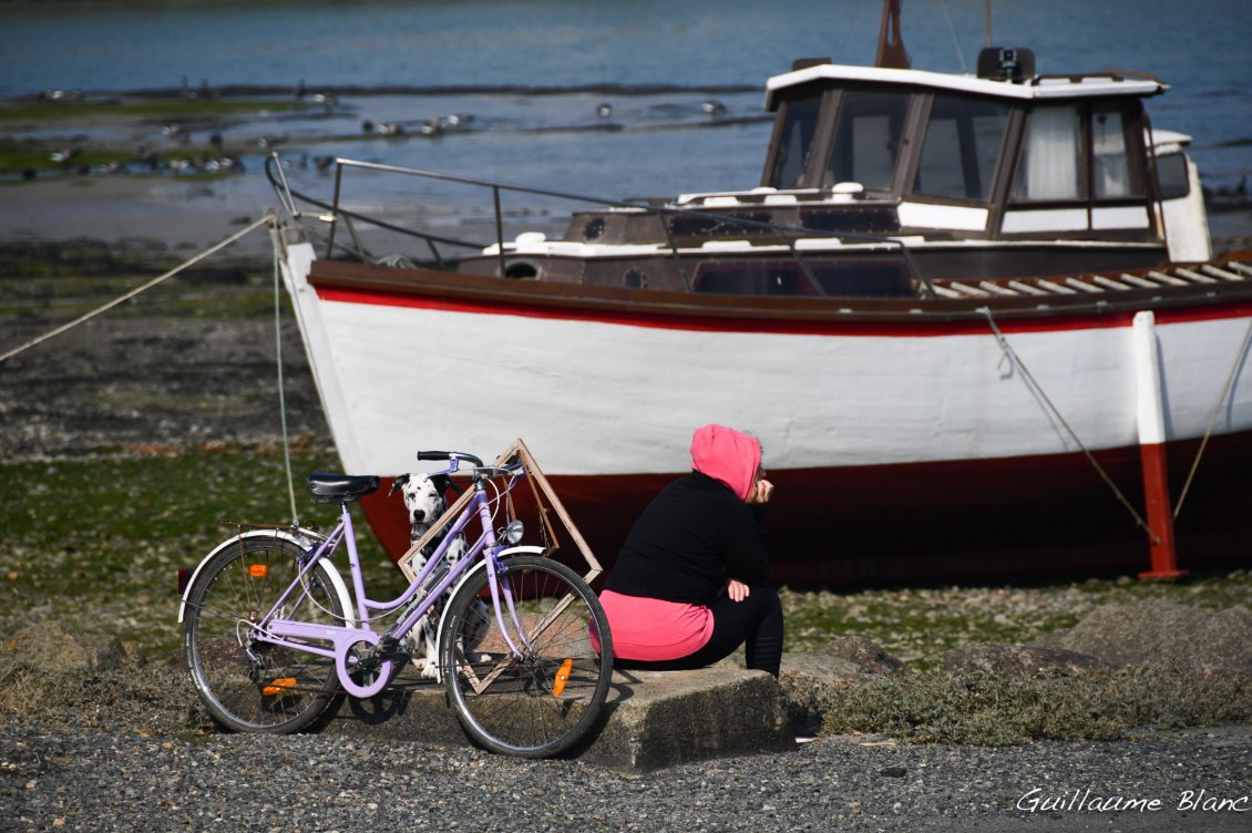 Le dalmatien, le vélo et le bateau.