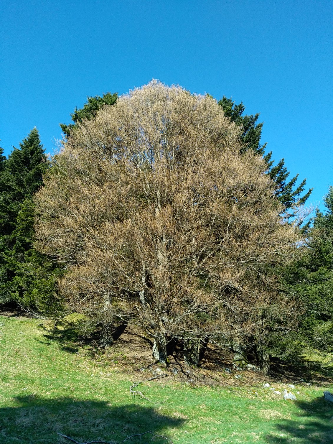 Encore un arbre