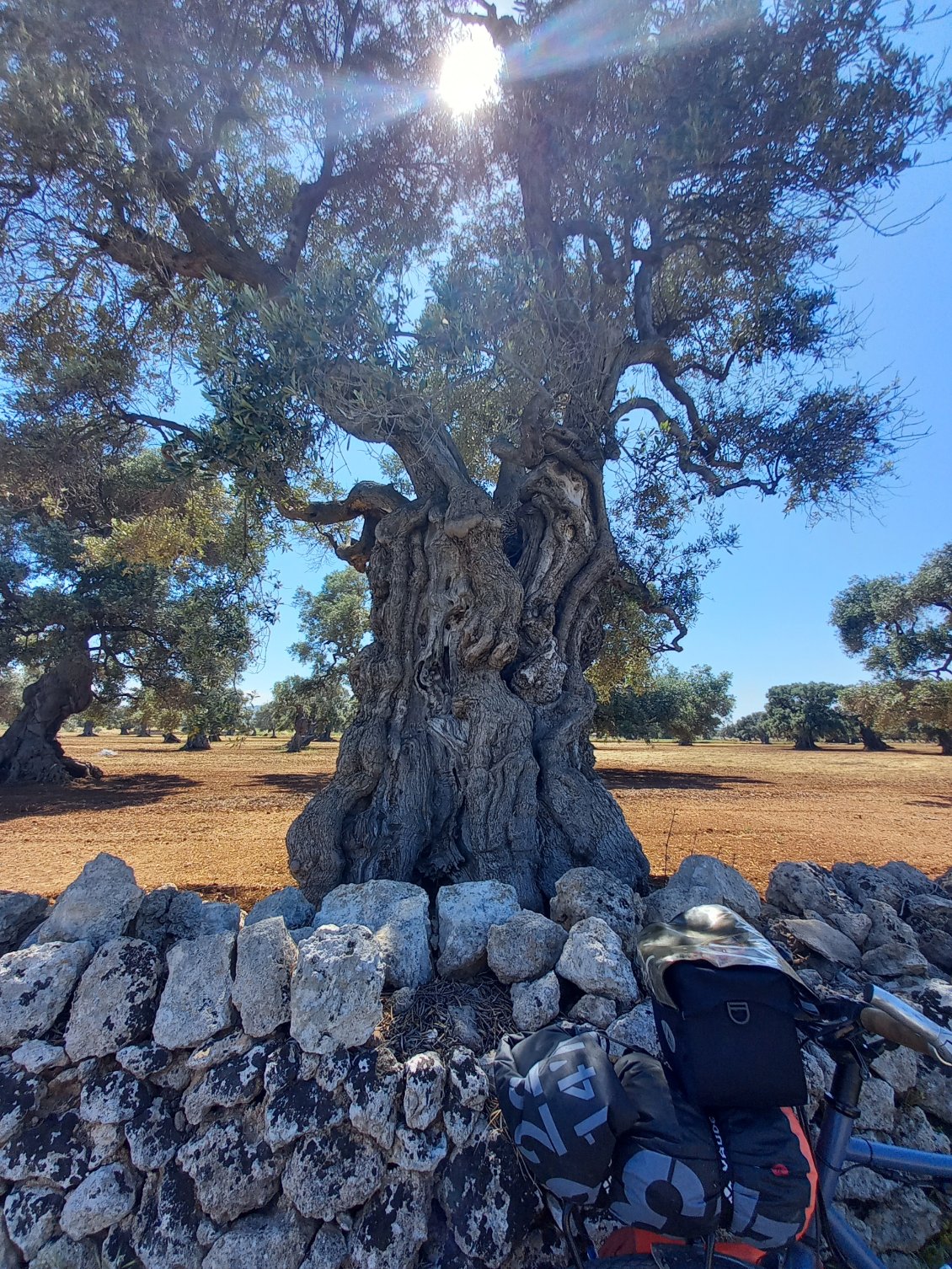 Les Pouilles, le pays des "olivier-baobabs" ;)