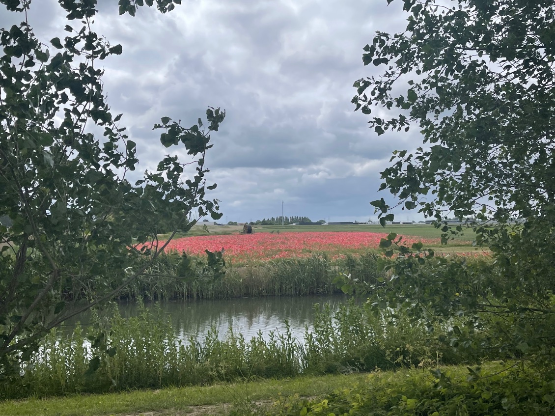 Un champ de tulipes.