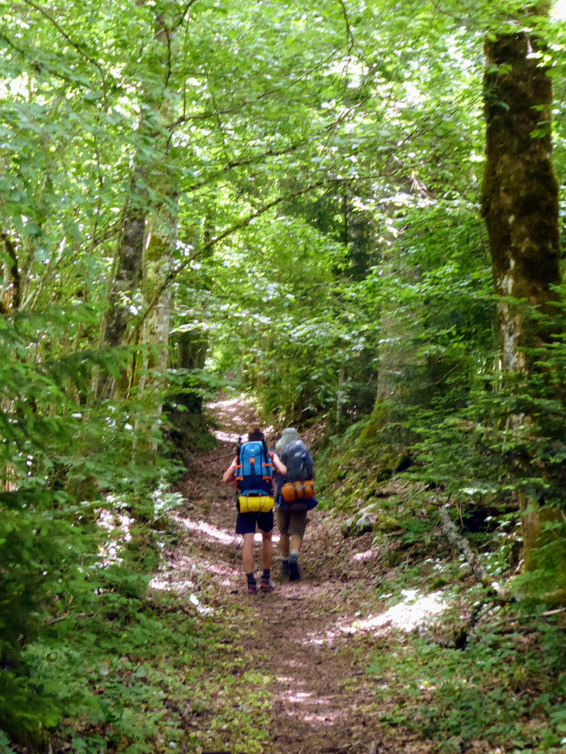 Forêt, forêt, forêt... dans un flou artistique...