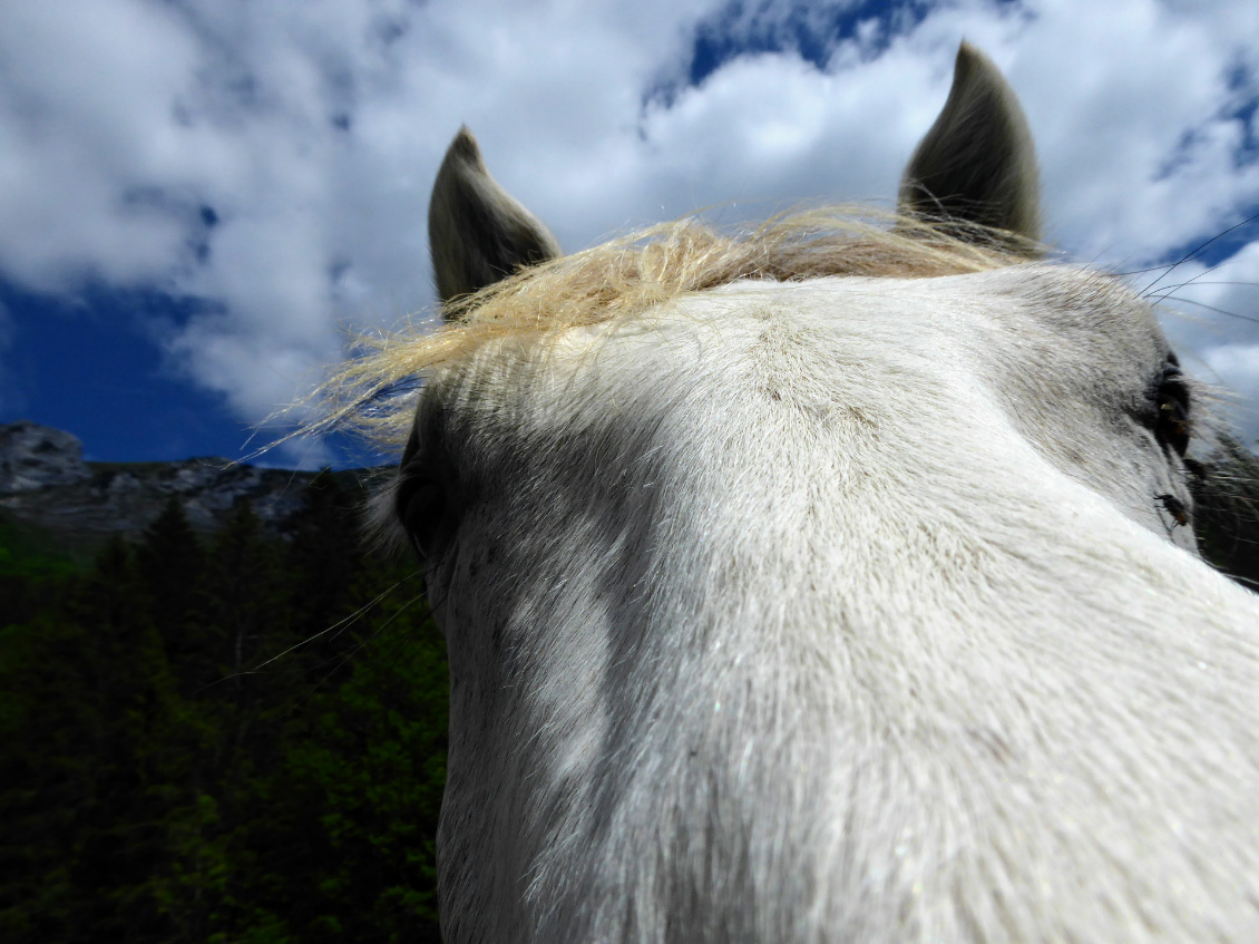 Traversée d'un parc avec troupeau de jeunes chevaux curieux...