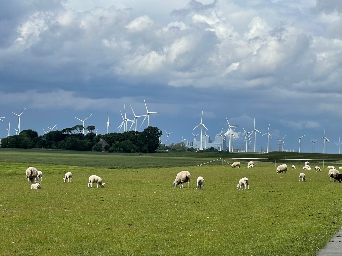 Des moutons par milliers sur les digues hollandaises