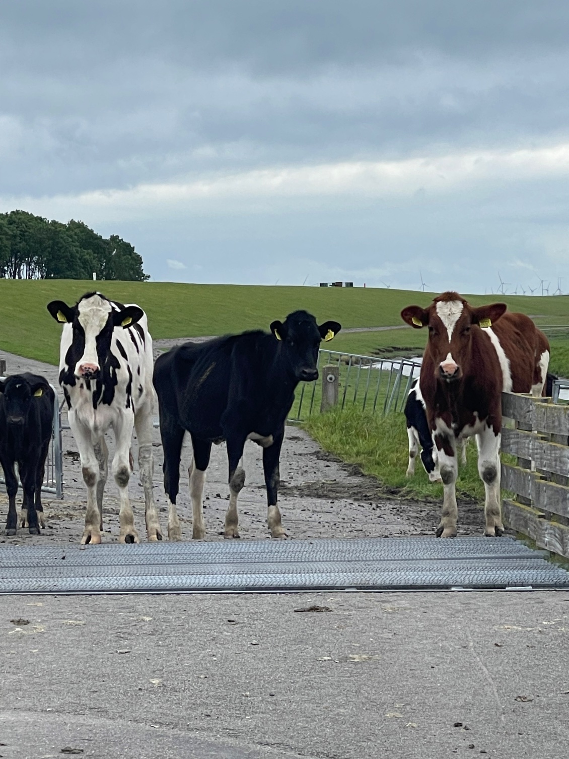 Je dois passer au milieu de ces vaches. Elles me font un peu peur.